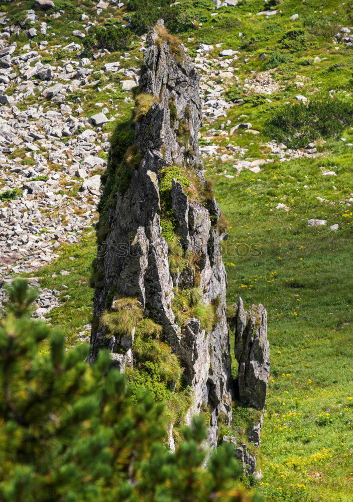 Similar – Image, Stock Photo A long way through the green