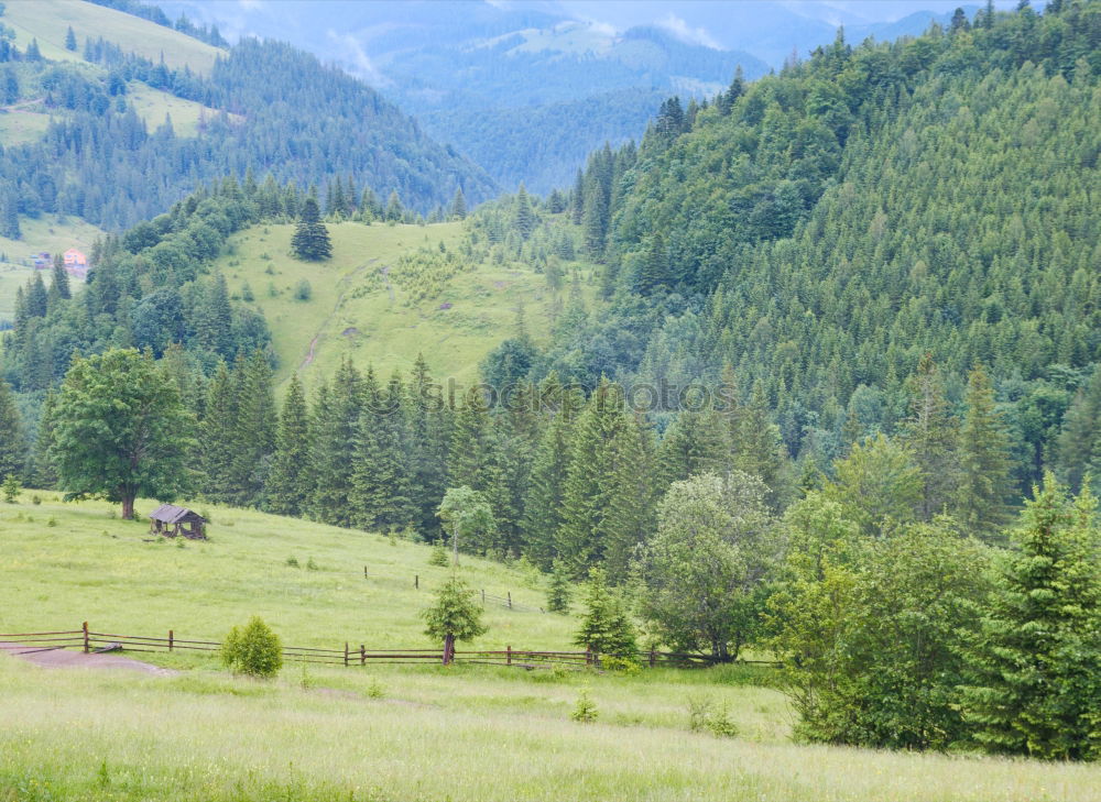 Similar – Horses in forest on green meadow