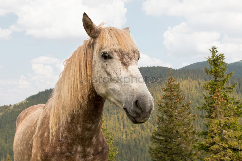 Similar – Image, Stock Photo Horse on alpine meadow