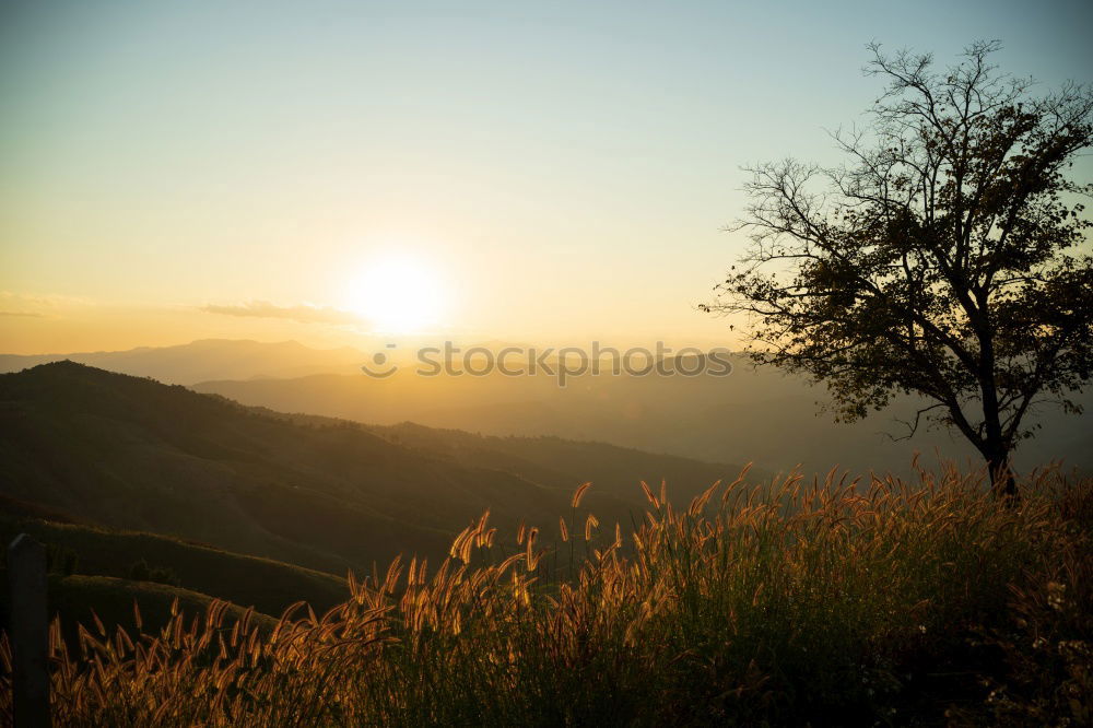 Similar – Panorama- field with flowers and dramatic sky