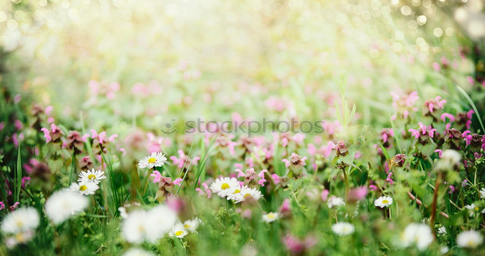 Similar – Beautiful garden with flowers and green leaves