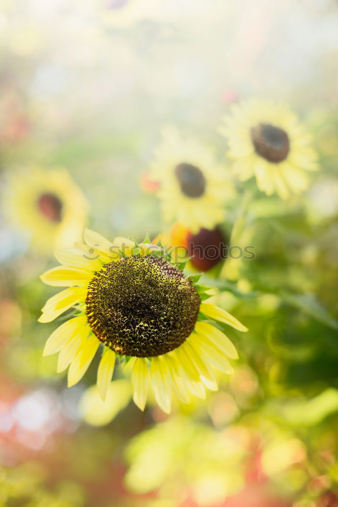 Similar – Foto Bild Blumenmeer am See Natur