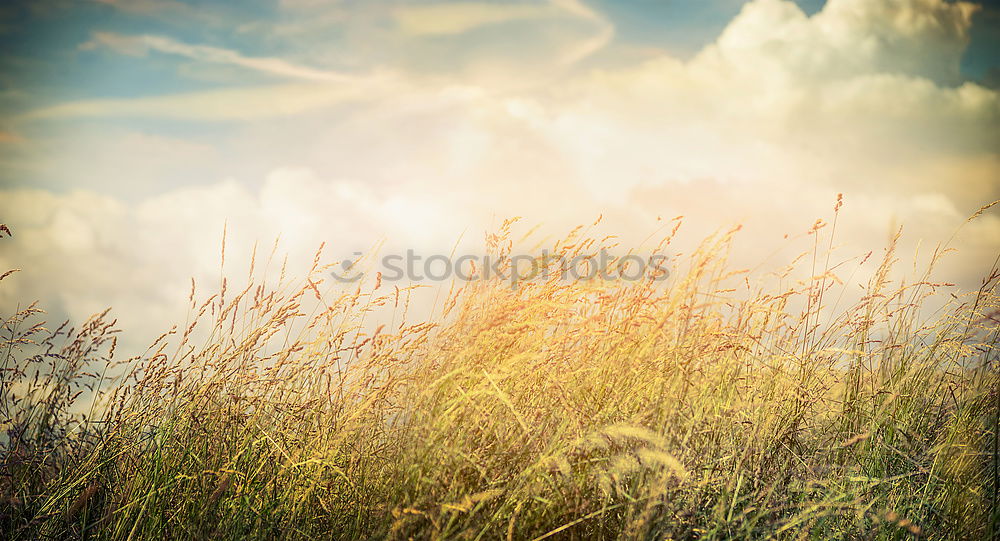 Similar – Gräser Natur Pflanze Gras