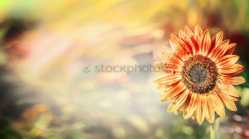 Similar – Image, Stock Photo Red Gerbera Flower