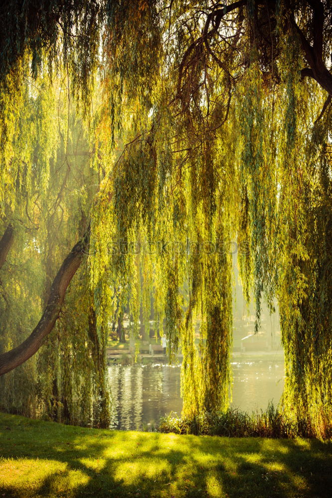 Foto Bild Verlassener Park II Baum