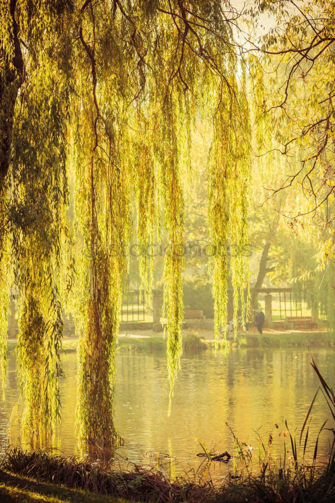 Similar – Foto Bild Verlassener Park II Baum