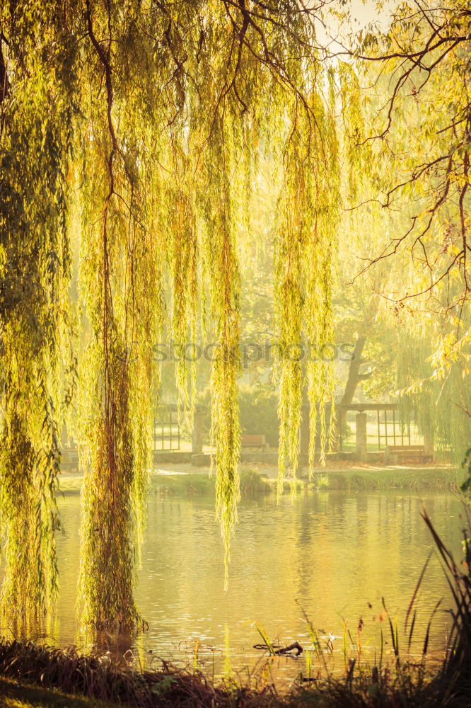 Similar – Foto Bild Verlassener Park II Baum