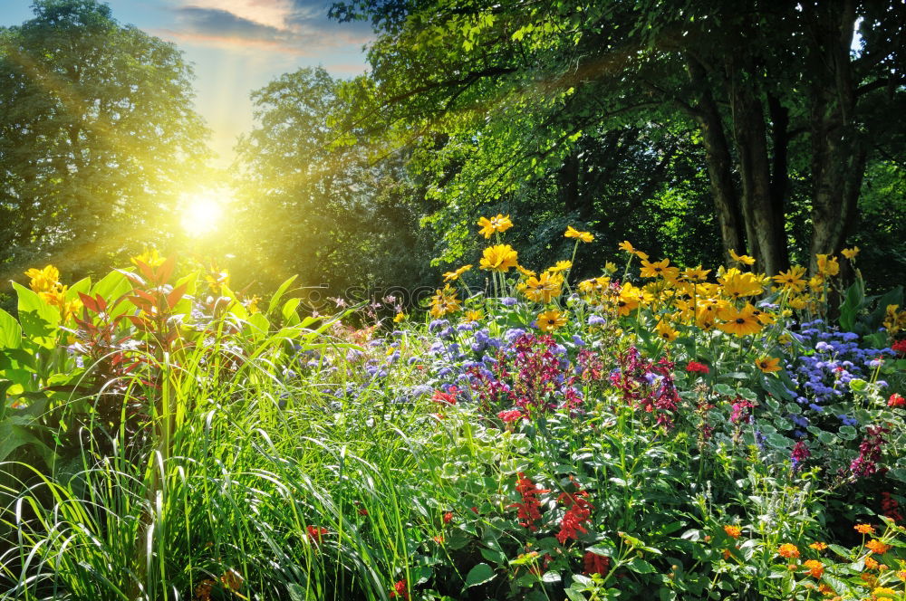 Similar – Image, Stock Photo Rain with sunlight in the summer garden