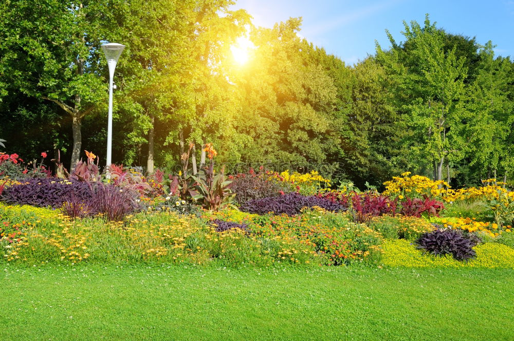 Similar – Image, Stock Photo flower paradise Nature