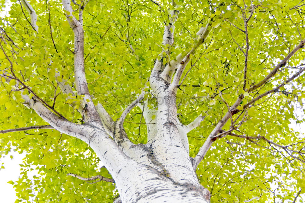 Similar – Image, Stock Photo Woman in the park, Peradeniya, Sri Lanka, Asia