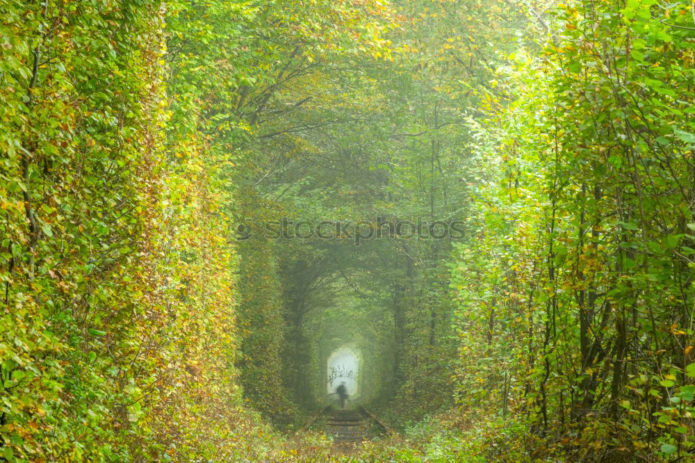 Similar – avenue Nature Green Garden