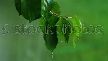 Wild blueberry in forest on the bush