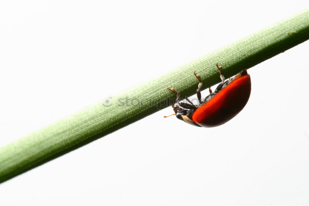 Similar – buggie Ladybird Fingers