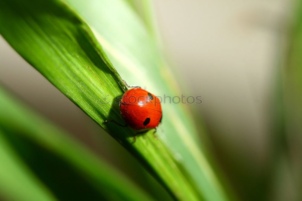 Similar – Ladybug love