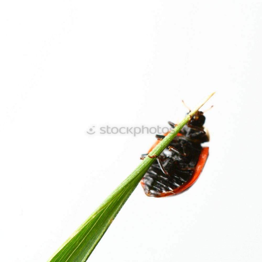 Similar – Image, Stock Photo longhorn beetle