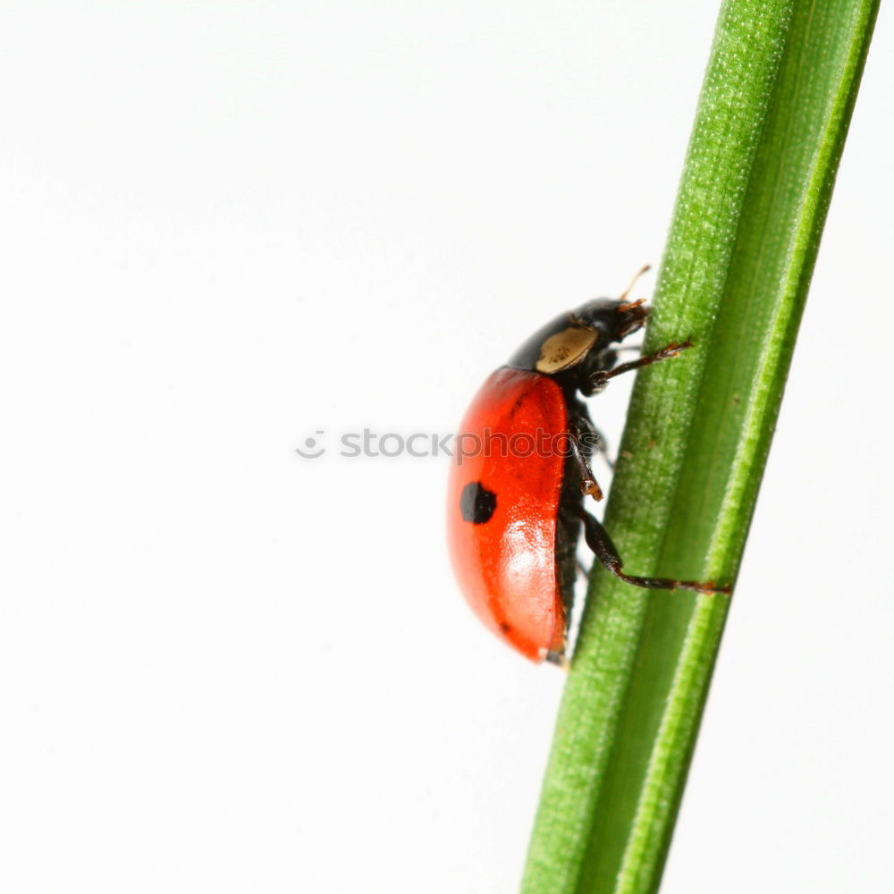 Marienkaefer, mating,