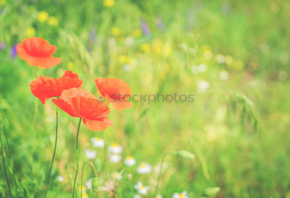 Similar – poppy