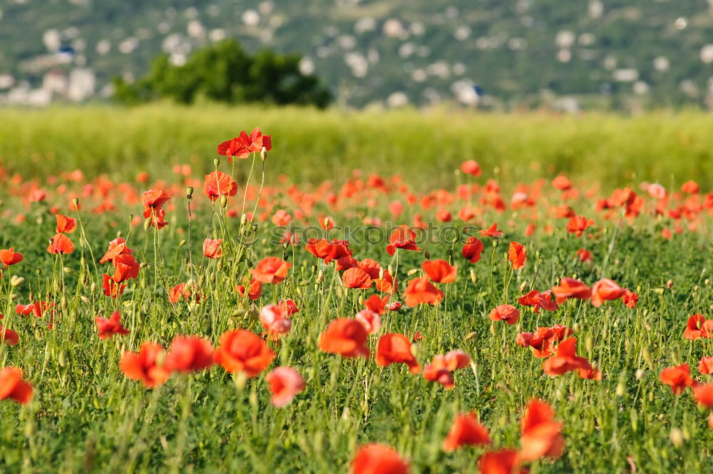 Similar – Image, Stock Photo yoga Poppy Corn poppy