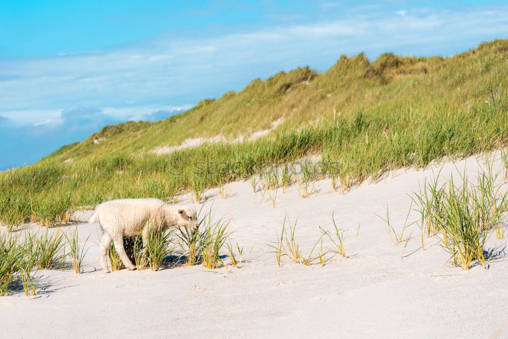 Image, Stock Photo dune hike Lifestyle