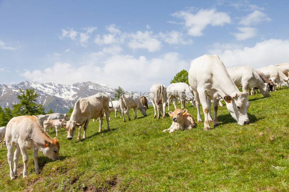 Similar – Image, Stock Photo Cow on pasture2 Lifestyle