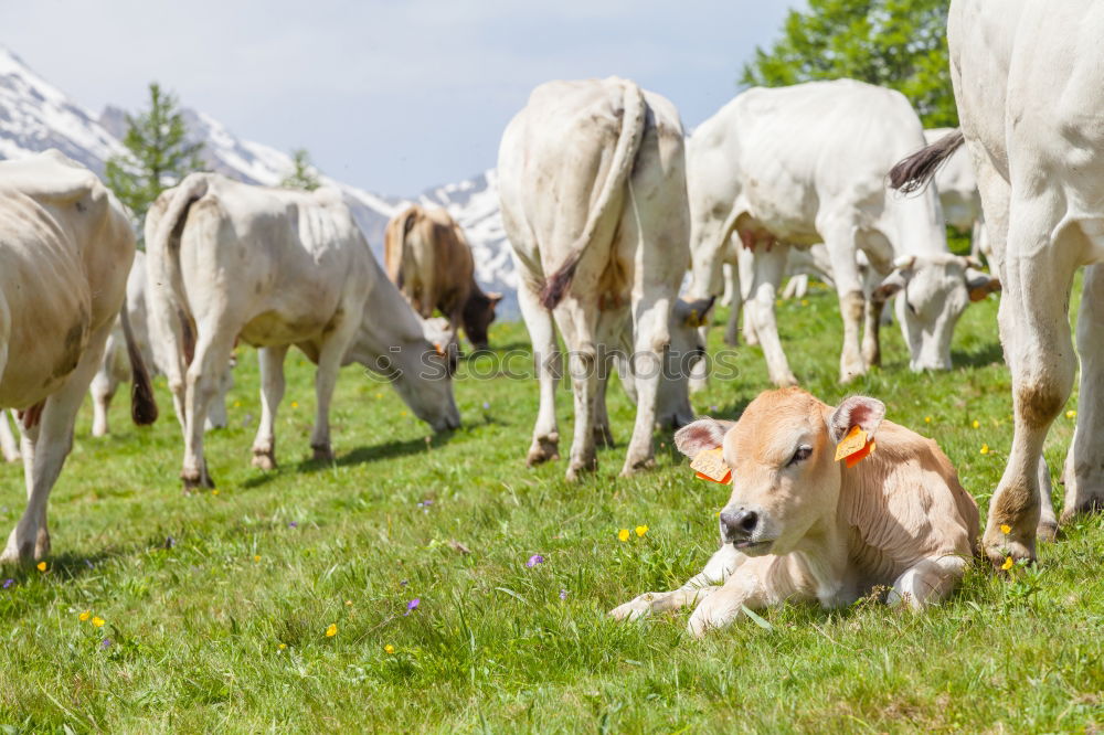 Similar – cow cuddles Mountain