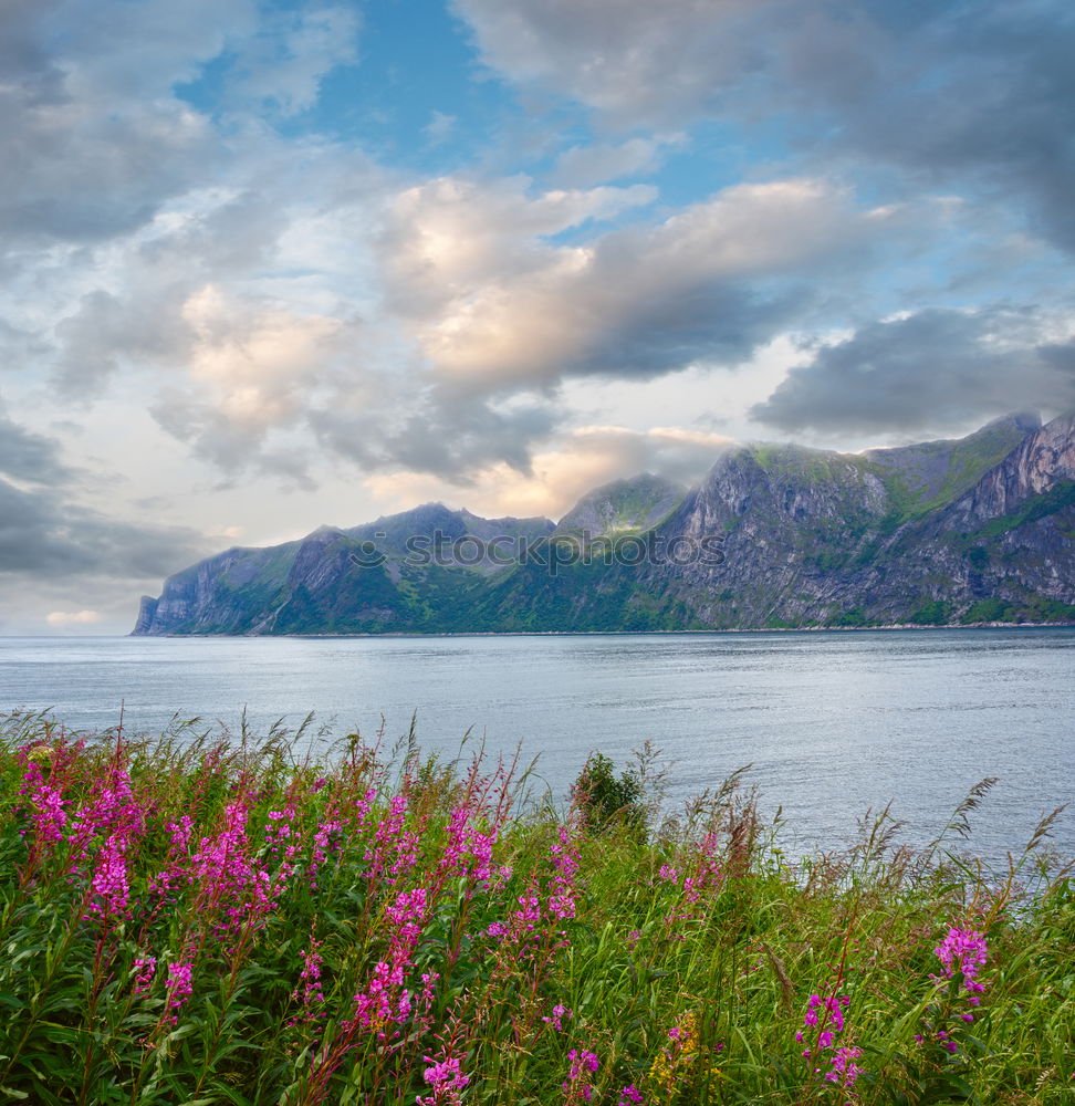 Similar – Image, Stock Photo Norway villages in fjord on lofoten islands. Cloudy Nordic day