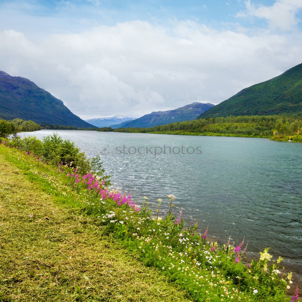 Similar – Image, Stock Photo At the roadside Nature