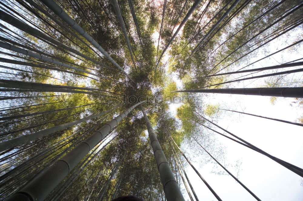 Similar – Image, Stock Photo the German forest is not amused