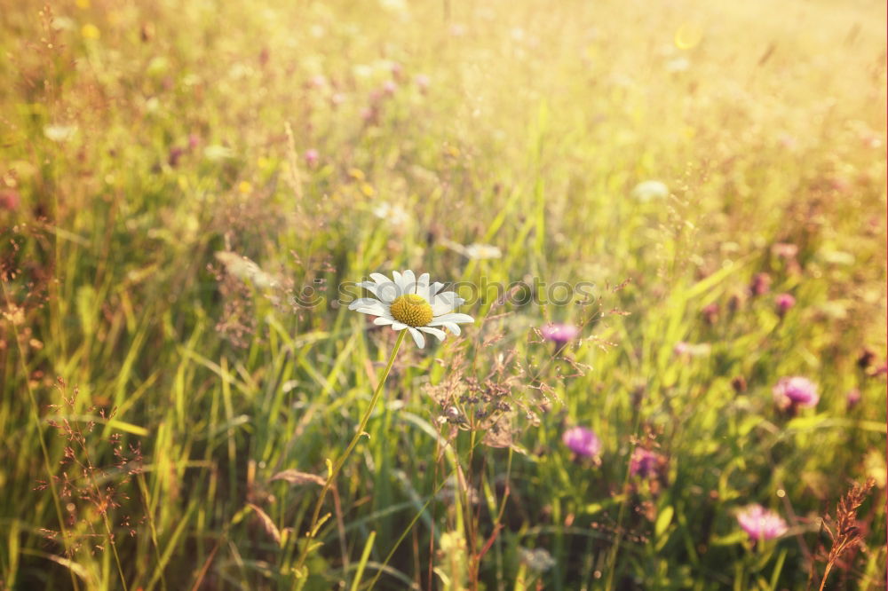 Similar – Image, Stock Photo Summer Flowers Environment