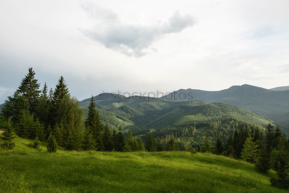 Similar – Image, Stock Photo Forest in a piece