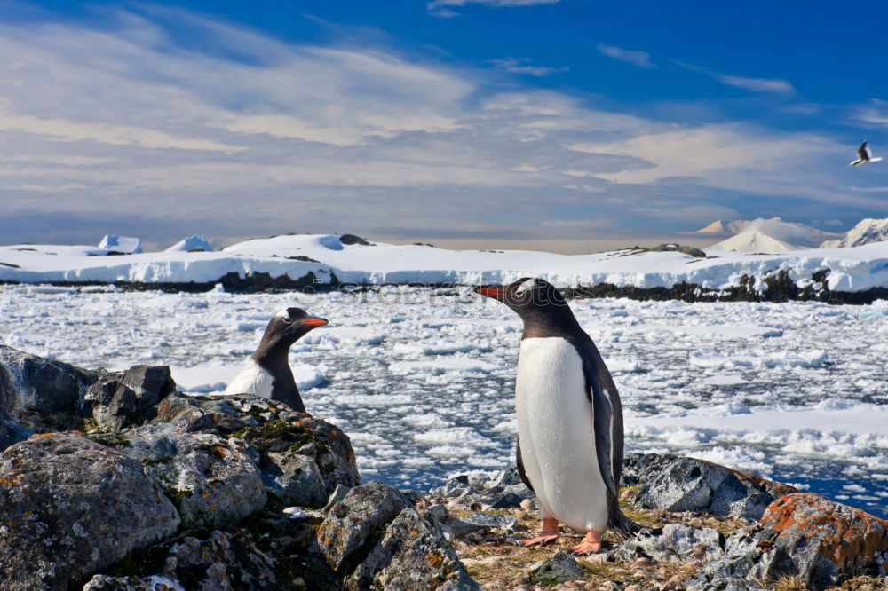 Similar – Gentoo penguins standing on the rocks and cruise ship