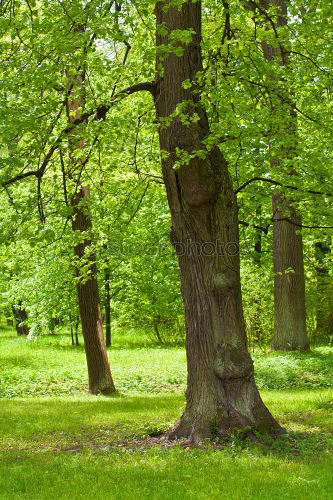 Similar – Zauberwald Wald Birke