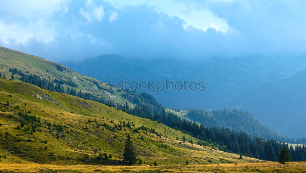 Similar – Image, Stock Photo Green pine trees in the mountains