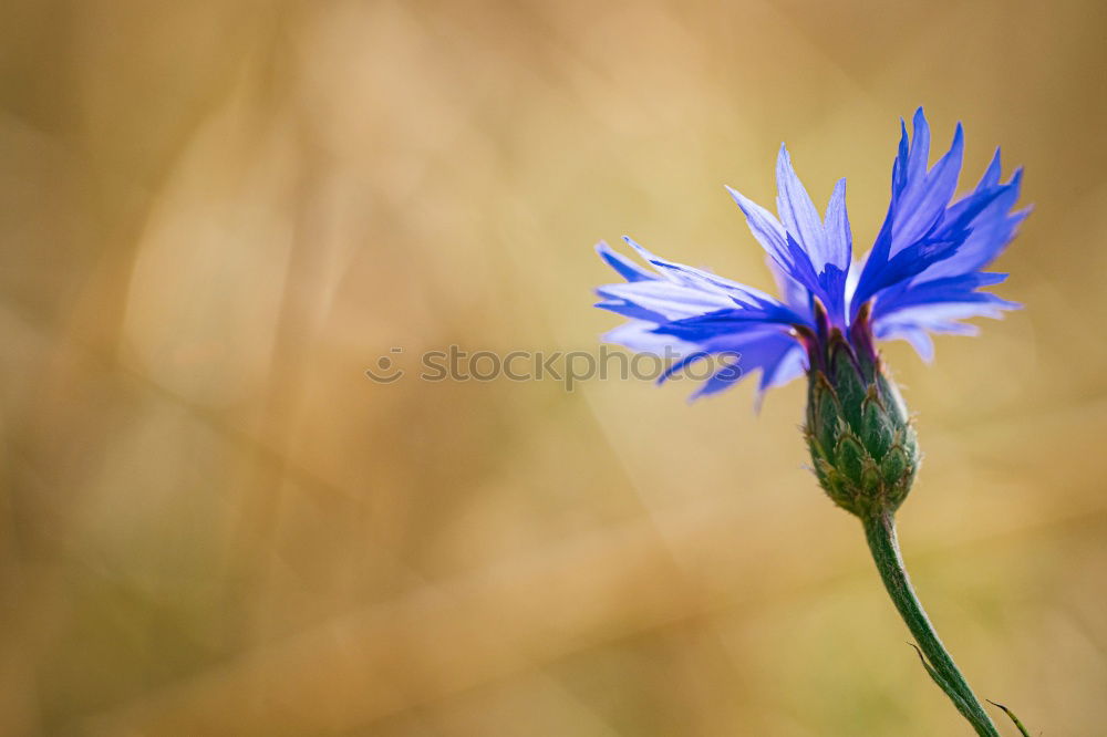 Similar – Image, Stock Photo nigella damascena Life