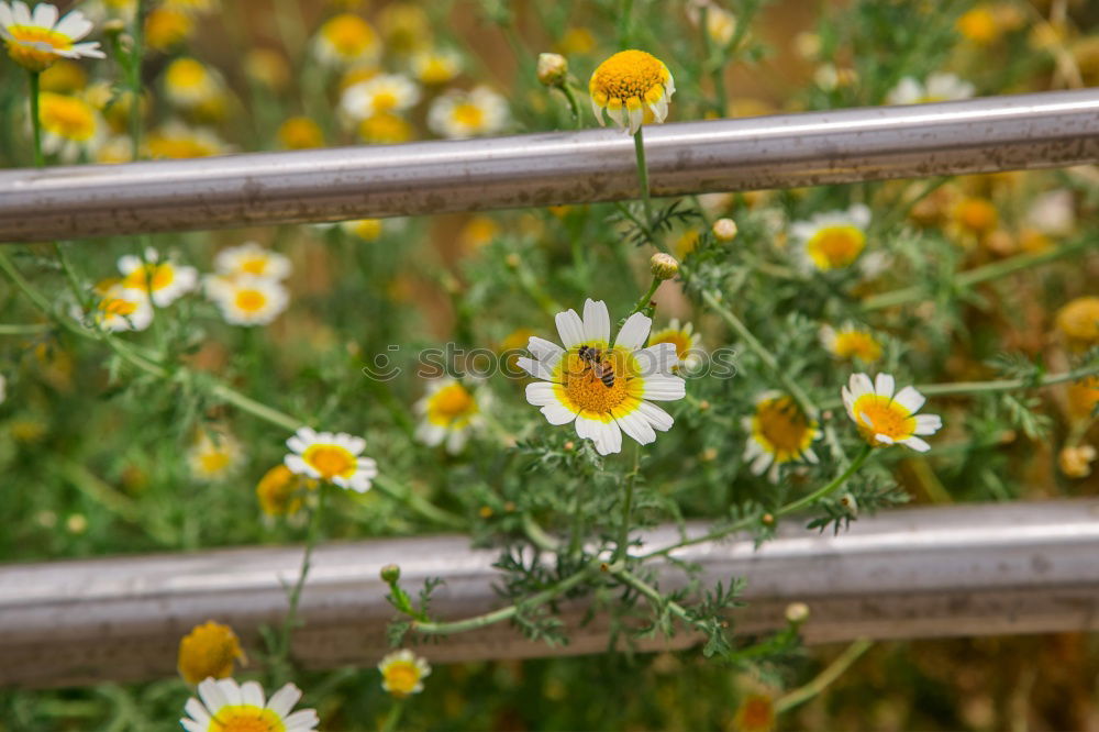 Similar – Image, Stock Photo shack Nature Plant Flower