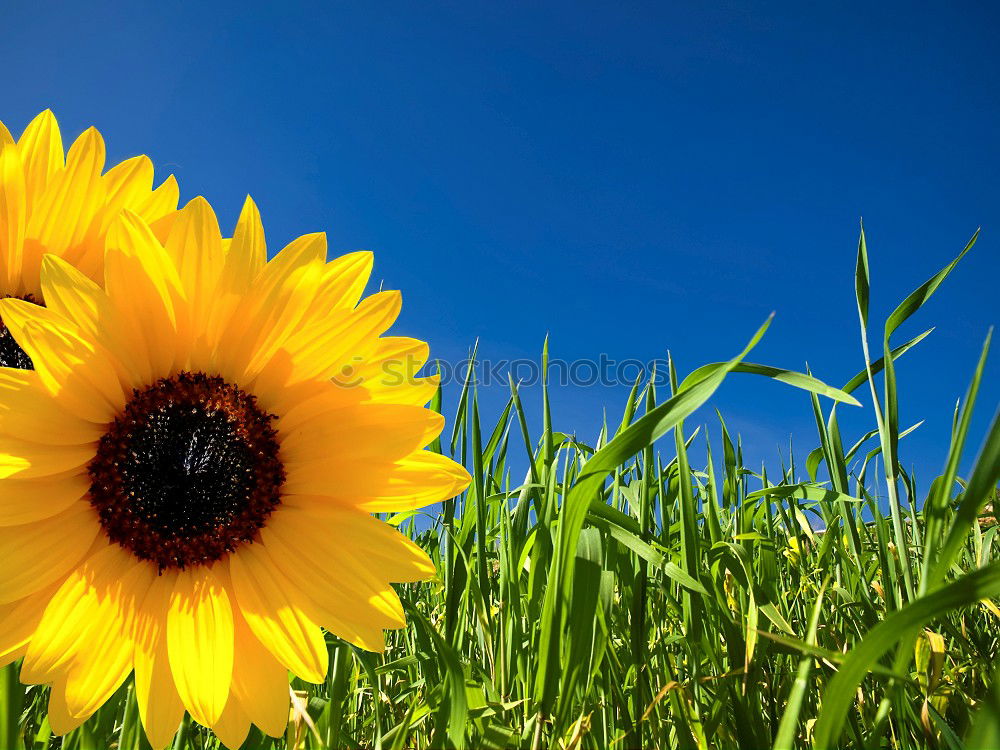 Similar – sommer Sonnenblume grün