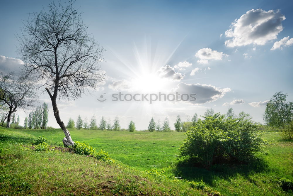 Similar – Pear tree in a meadow with Swabian Alb in the background