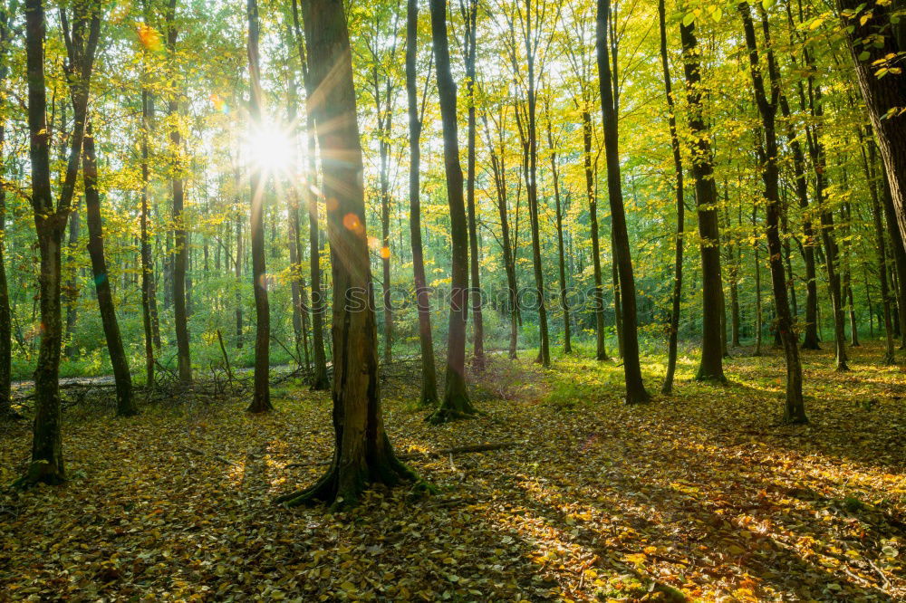 Similar – autumn forest Environment