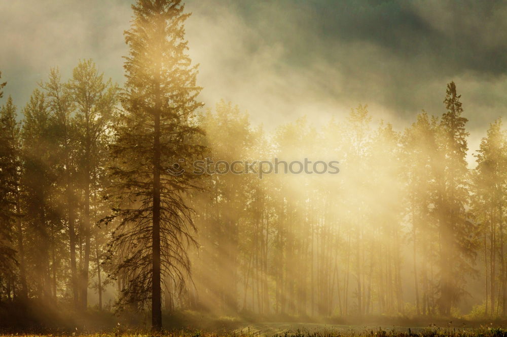 Similar – beautiful sunrise in the woods