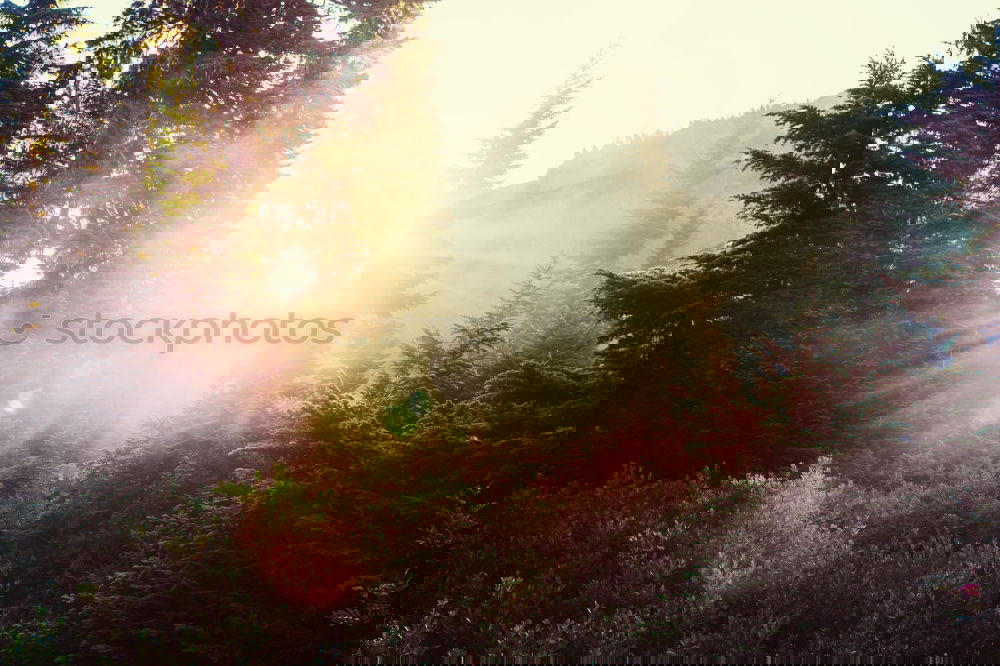 Similar – Image, Stock Photo Let’s go Landscape Sunrise
