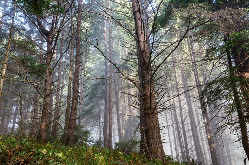 Similar – Image, Stock Photo Logs in misty woods Forest