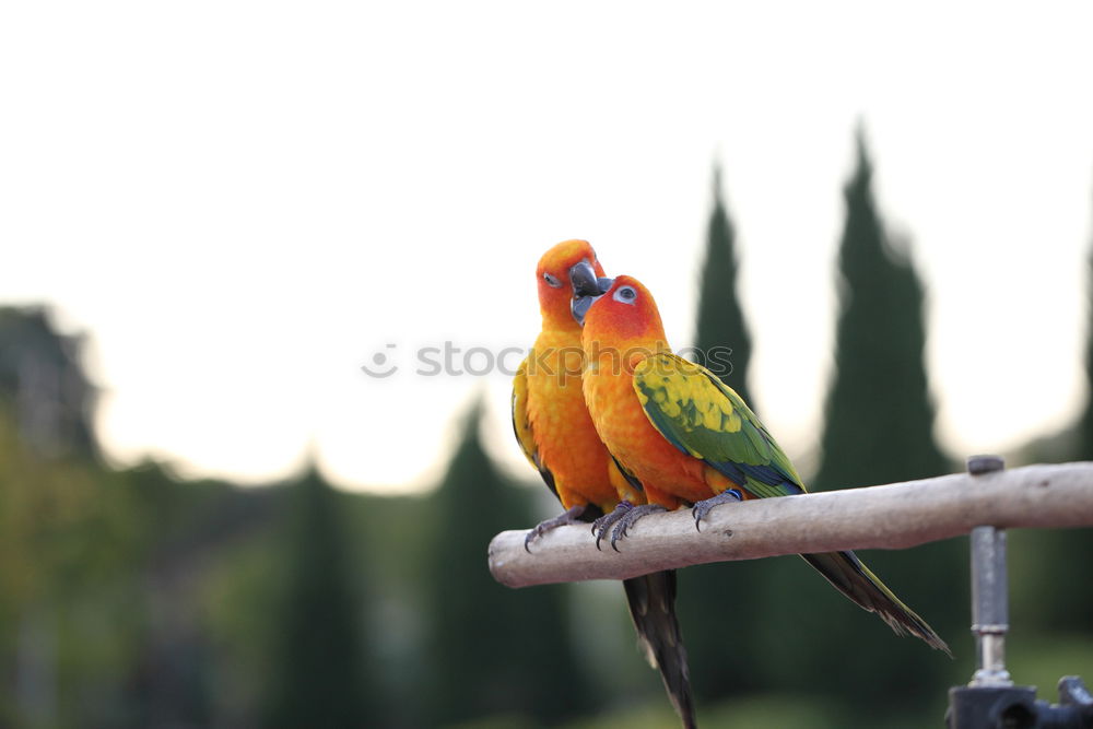 Similar – Image, Stock Photo Berlin sparrows