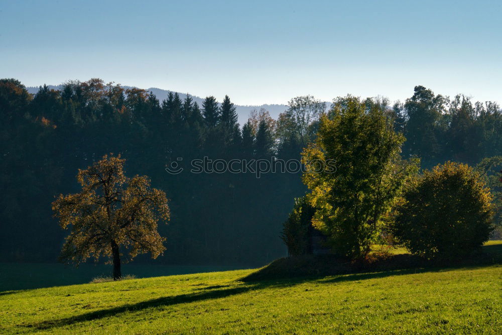 Similar – Image, Stock Photo Cow ensemble in late summer light