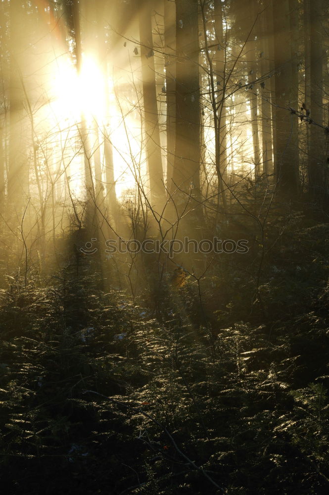 Similar – Foto Bild wald im nebel Wald Baum