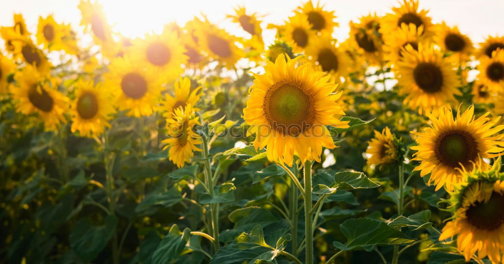 Similar – Image, Stock Photo Sunflowers. Esthetic