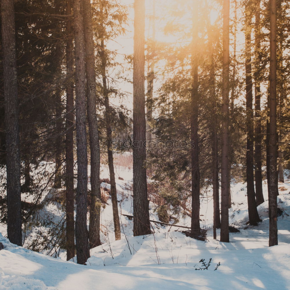 Similar – Image, Stock Photo morning sunrise over cabin in winter alpine forest and snow