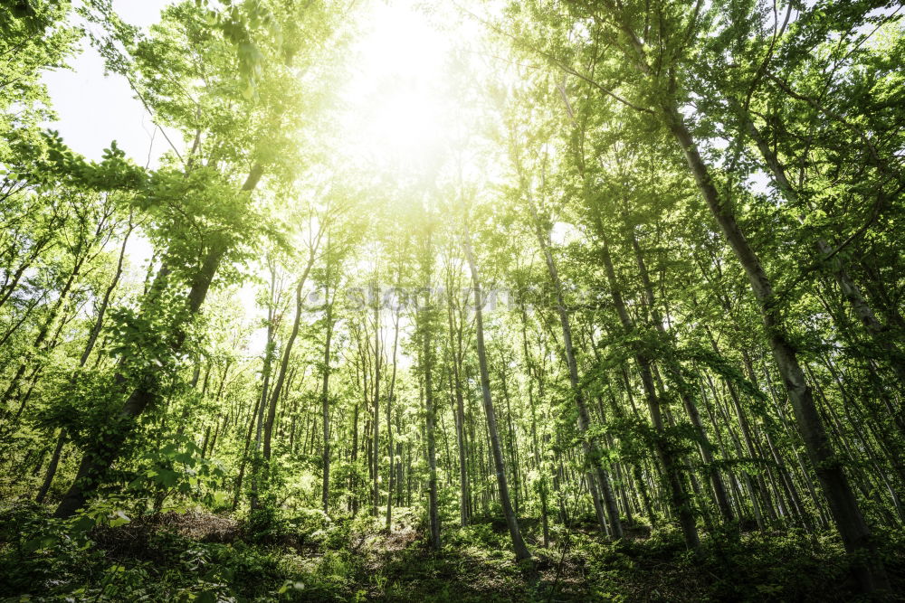 Similar – Image, Stock Photo birch forest in spring