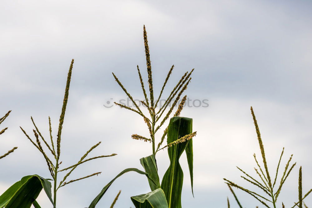 Similar – Foto Bild korn °1 Feld Sommer Korn