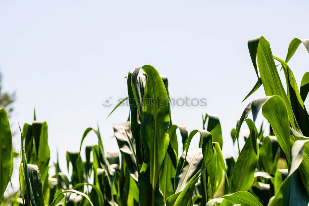 Similar – Image, Stock Photo maize field Maize field