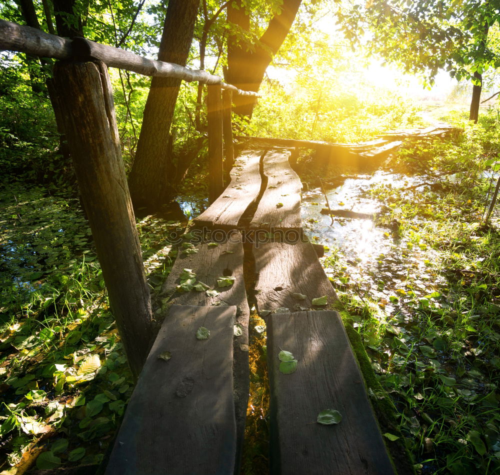 Similar – Image, Stock Photo Bali VII Nature Plant